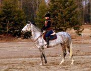 Jument Thoroughbred/Warmblood