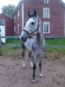Jument Thoroughbred/Warmblood