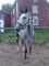 Jument Thoroughbred/Warmblood