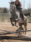 Jument Thoroughbred/Warmblood