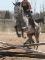 Jument Thoroughbred/Warmblood