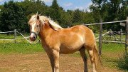 ***HAFLINGER À VENDRE***