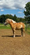 ***HAFLINGER À VENDRE***