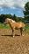 ***HAFLINGER À VENDRE***