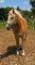 ***HAFLINGER À VENDRE***