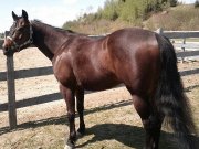 Cheval de Baril 6 ans DOWN HOME DASH