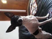 Chihuahua mâle à vendre