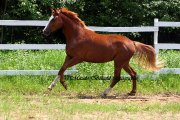 Super lignée de dressage FLORENCIO I-DAVIGNON I-...