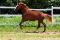 Super lignée de dressage FLORENCIO I-DAVIGNON I-...