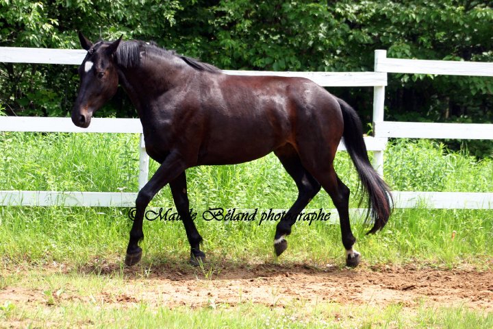 Bon pedigree: par Leonardo LONCHAMP-LAURIE'S CRUSADOR
