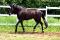 Bon pedigree: par Leonardo  LONCHAMP-LAURIE'S...