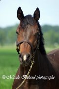 TOP PEDIGREE:...