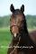 TOP PEDIGREE:...