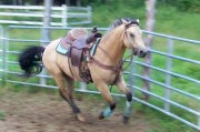 ÉTALON BUCKSKIN DE 3 ANS CALME