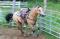 ÉTALON BUCKSKIN DE 3 ANS CALME