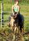 ÉTALON BUCKSKIN DE 3 ANS CALME