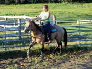 ÉTALON BUCKSKIN DE 3 ANS CALME