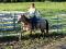 ÉTALON BUCKSKIN DE 3 ANS CALME