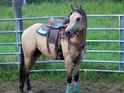 ÉTALON BUCKSKIN DE 3 ANS CALME