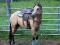 ÉTALON BUCKSKIN DE 3 ANS CALME