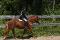 Medium Poney a vendre