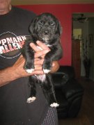 Superbes chiots croisés Saint-Hubert et Berger Allemand 100$ - Mâle noir