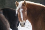canadien blonde pure rare 