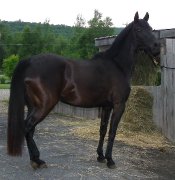 Belle Jument welsh poney enr.