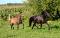 Belle Jument welsh poney enr.