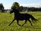 Belle Jument welsh poney enr.