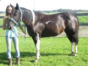 magnifique jument paint horse à vendre