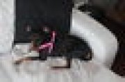 Pinscher hyper affectueuse