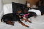 Pinscher hyper affectueuse