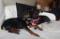 Pinscher hyper affectueuse