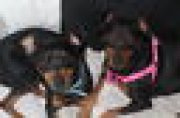 Pinscher hyper affectueuse