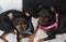 Pinscher hyper affectueuse
