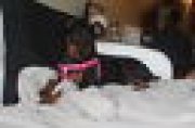 Pinscher hyper affectueuse