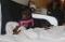 Pinscher hyper affectueuse