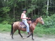 Jument quaterhorse environ 10 ans !
