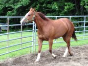 Demi-Pensions sur 3 superbes chevaux près du Quartier Dix30 - Bella