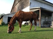 Demi-Pensions sur 3 superbes chevaux près du Quartier Dix30 - Bella