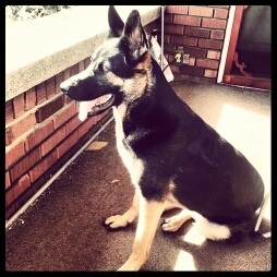 BERGER ALLEMAND PERDUS A RICHELIEU ! - Mya