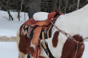 Jument paint tobiano 5 ans enregistré - ma selle