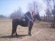 sur cheval perfect fit