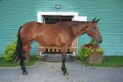PROSPECT SAUTEUR/MEDAILLE