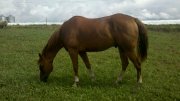 Quarter Horse