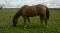Quarter Horse