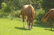 Quarter Horse