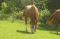 Quarter Horse