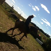 Mon bon vieux cheval ti gars .
